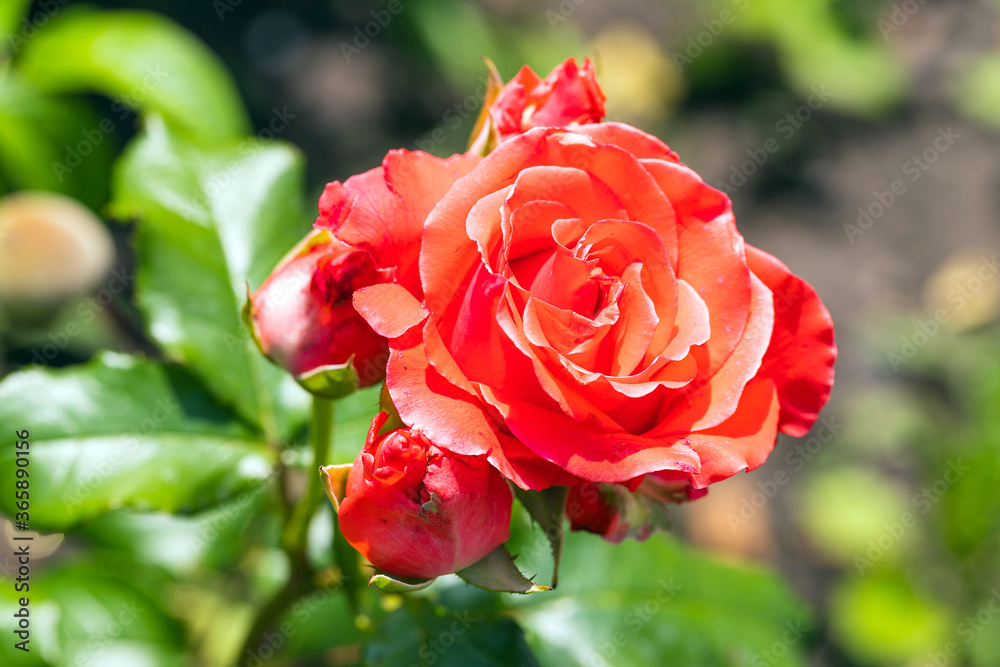 Red rose flower and buds on blurred background Red rose flower and buds on blurred background