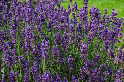 summer lavender with bees 
