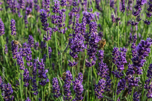 summer lavender with bees 