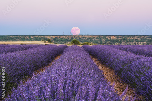 Luna con campo de Lavanda