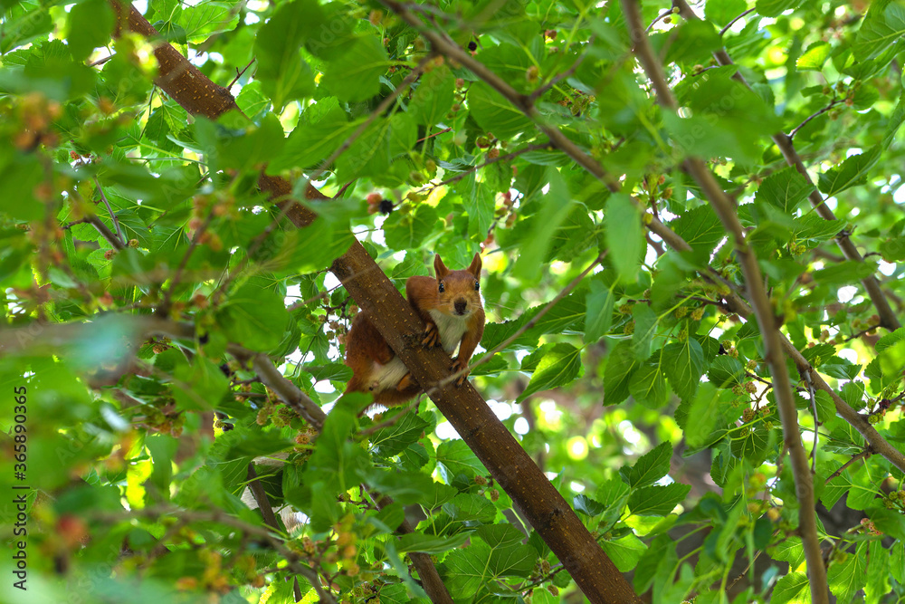 Ginger squirrel sitting in a tree among green foliage and curiously looking at camera