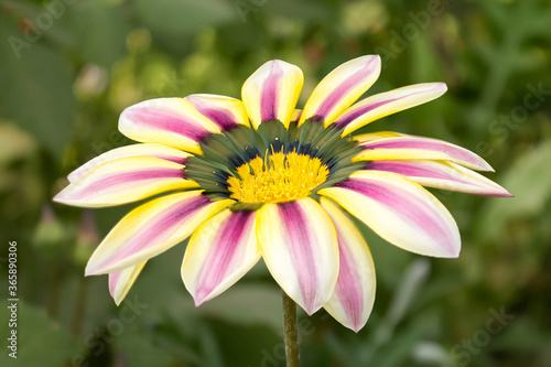 Gazania Flower in Blur Background