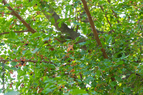 Red squirrel sitting in a tree among green foliage, eating mulberries and looking at camera
