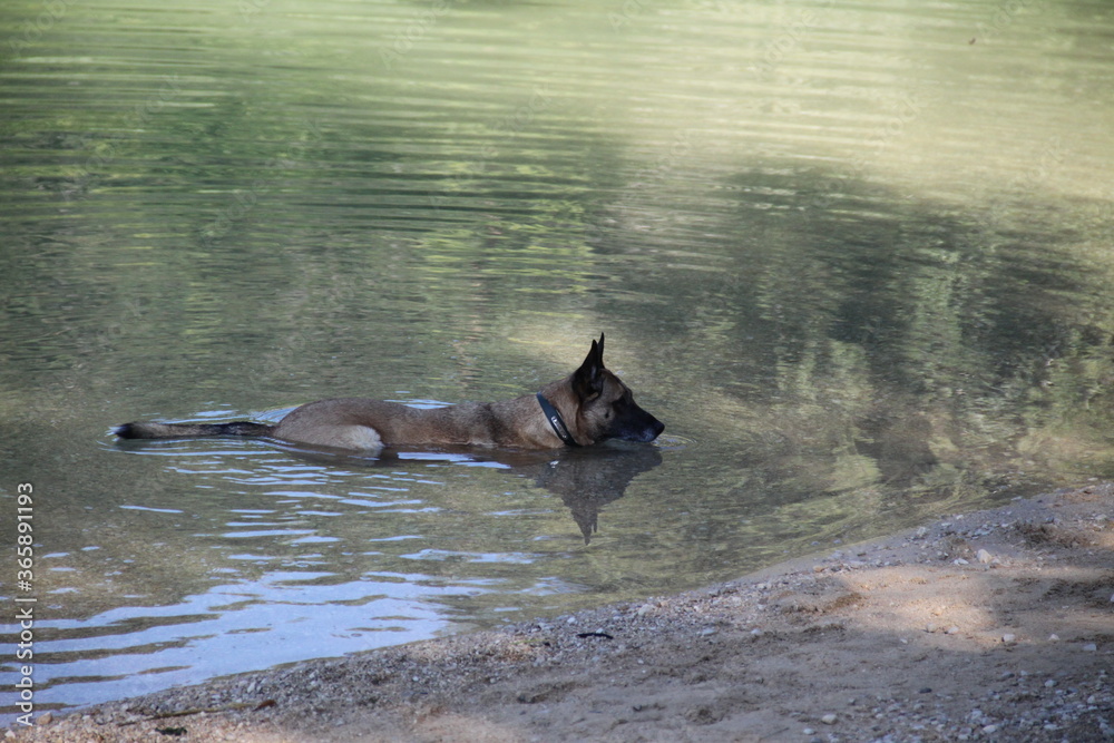 Fototapeta premium Dog playing in the water during summer