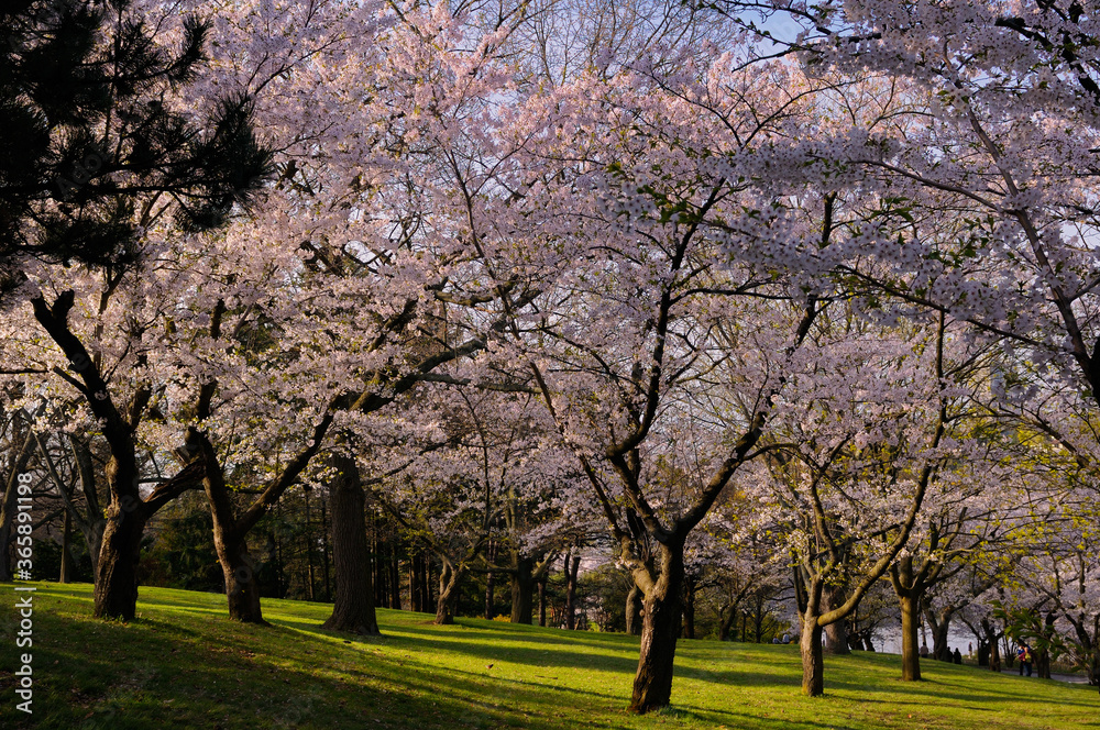 Springtime Cherry Blossom trees in High Park Toronto at sunrise Springtime Cherry Blossom trees in High Park Toronto at sunrise