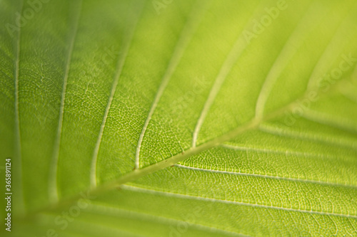 Macro shot of green leaves.