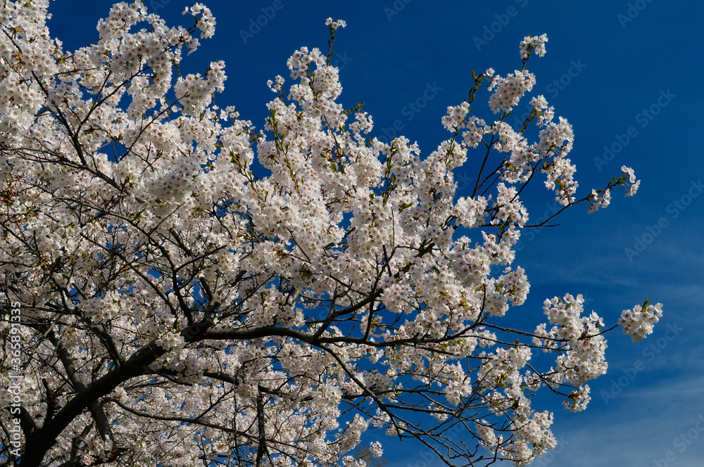 Branch of Cherry Tree blossoms against a blue sky in Spring