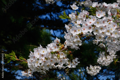 Photography Close up of a branch of white Cherry Tree blossoms in morning light