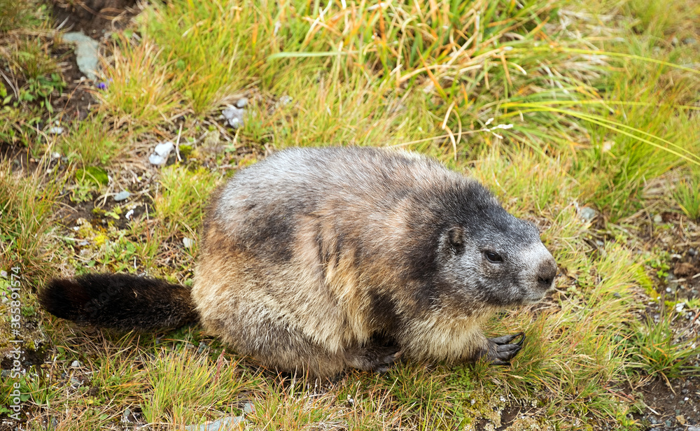 Marmot in Hohe Tauern National Park, Austria, Europe Marmot in Hohe Tauern National Park, Austria, Europe