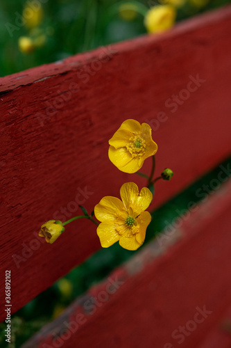 Yellow flowers in Norway during summer