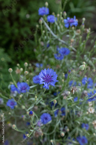 Blue blooming flowers in summer