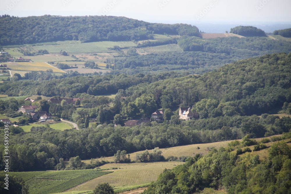 Vineyards panoramic view landscape hill