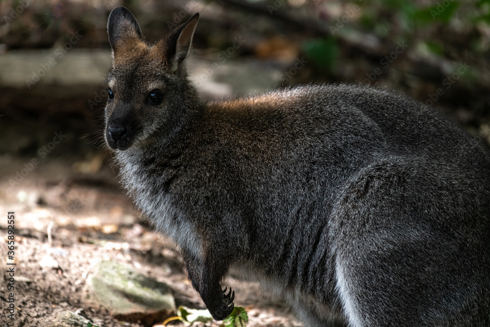 Red-necked Wallaby or Bennett's wallaby (Macropus rufogriseus) Red-necked Wallaby or Bennett's wallaby (Macropus rufogriseus)