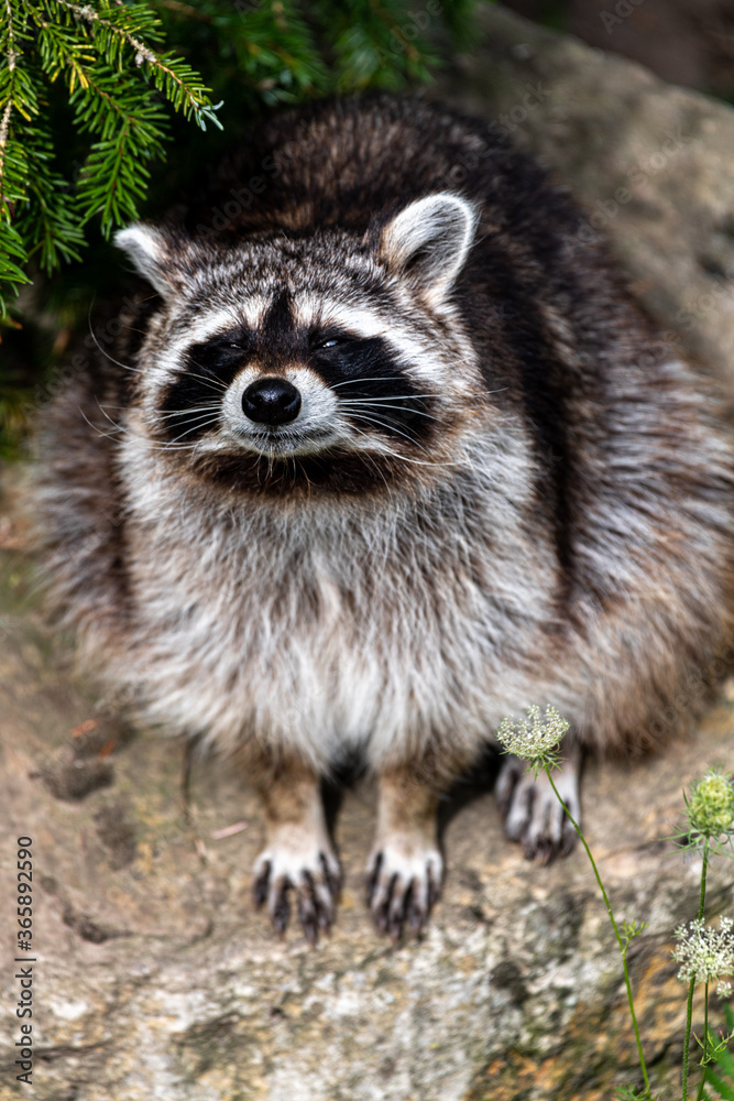Racoon (Procyon lotor) on the Search Racoon (Procyon lotor) on the Search