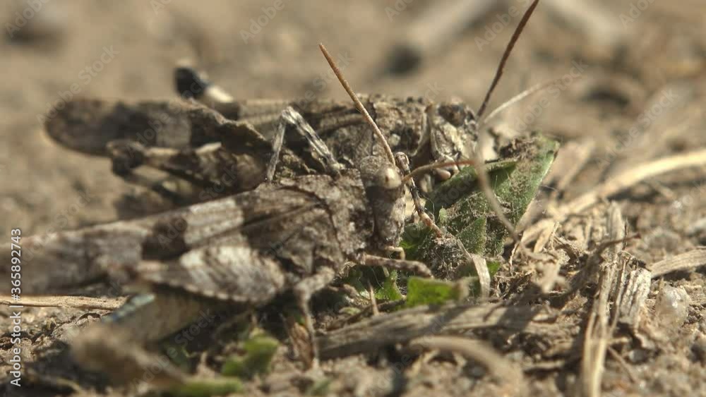 Courtship games a тwo Dissosteira carolina, Carolina grasshopper gray, Carolina locust, black-winged grasshopper, road-duster or quaker, sitting on meadow. Macro view in wildlife Courtship games a тwo Dissosteira carolina, Carolina grasshopper gray, Carolina locust, black-winged grasshopper, road-duster or quaker, sitting on meadow. Macro view in wildlife
