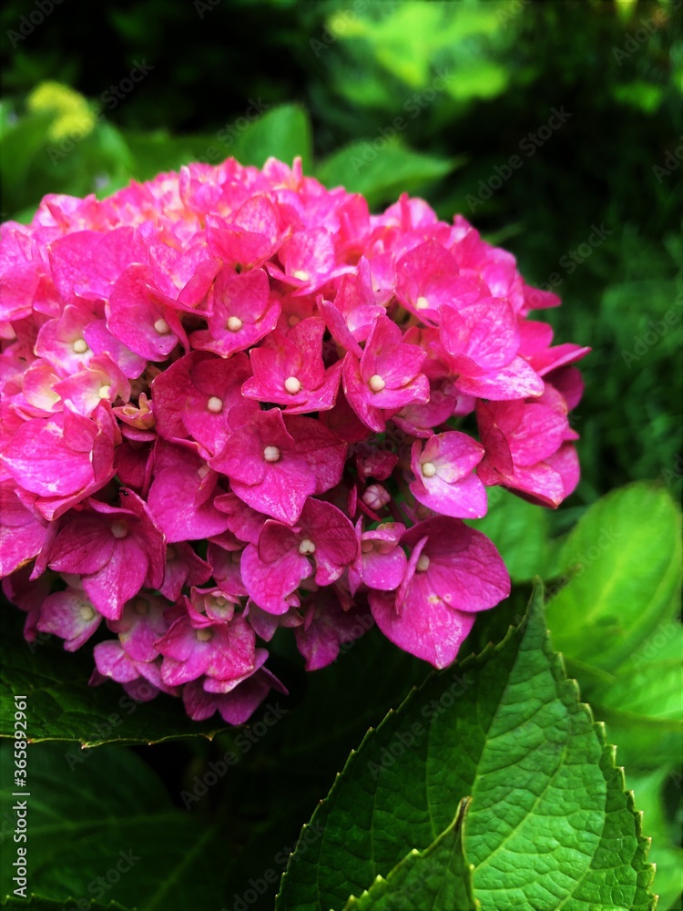 pink hydrangea flowers pink hydrangea flowers