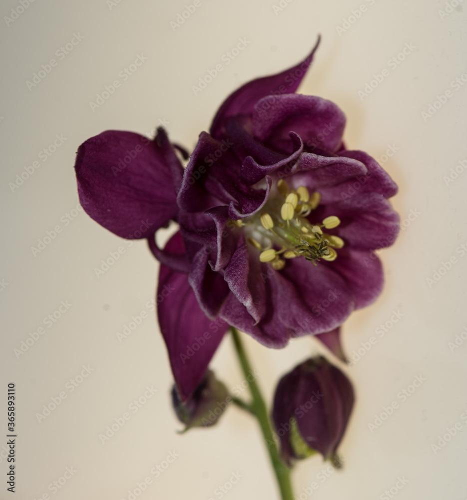 Naklejka premium dunkelrote Akelei