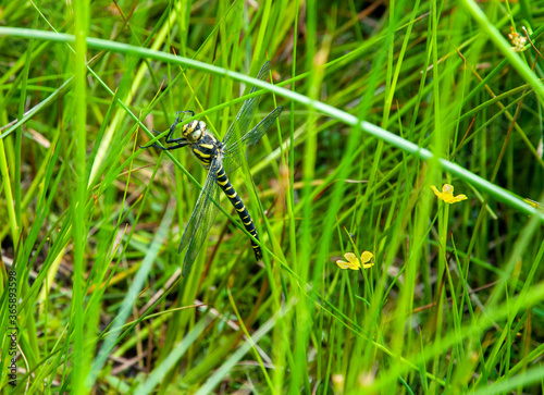 A dragonfly clinging to long grass, Garnock Spout, North Aryshire, Scotland