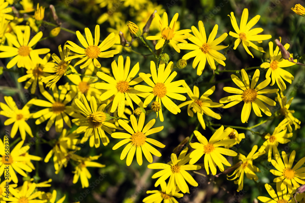 Background of jolling daisies Background of jolling daisies