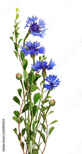 Blue knapweed flowers and g...