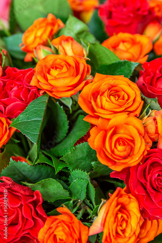 Orange roses. Beautiful juicy bouquet. Close-up. Vertical.