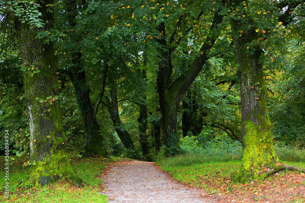 Obraz premium Forest path on the Kapuzinenberg, Salzburg, Europe