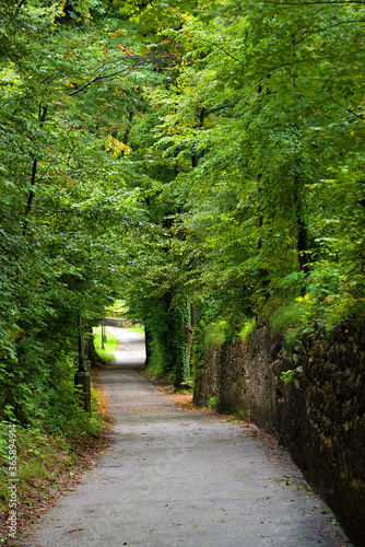 Forest path on the Kapuzinenberg  Salzburg  Europe