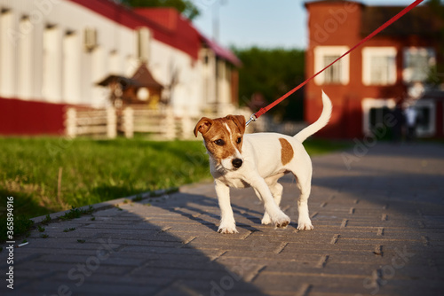 Obraz na płótnie Owner walking jack russell terrier dog outside