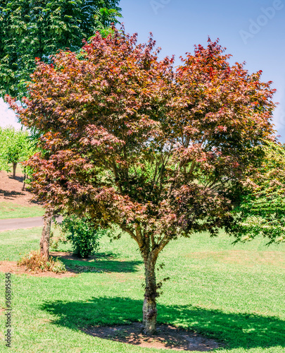 Japanese maple tree in park