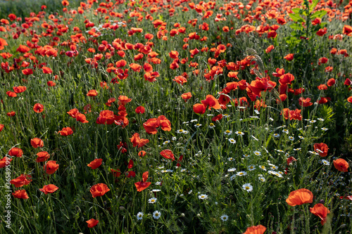 flowering field of poppies against the background of green grass