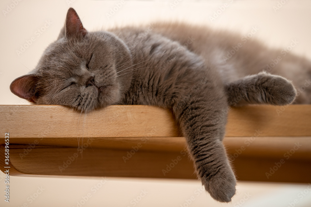 eine British Kurzhaar Katze liegt auf einem Brett und schläft