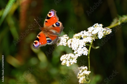 Peacock butterfly , aglais io, flying from white blossom.