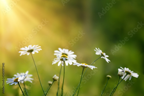 Summer background. Daisies in the sunlight. Sunset photo