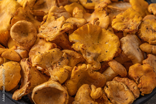Close-up of raw fresh chanterelle mushrooms. The concept of a food background. Horizontal orientation