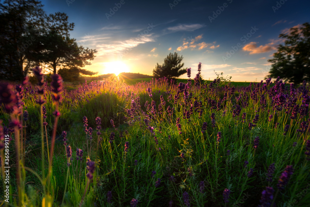Lavender field at sunset in Poland - obrazy, fototapety, plakaty 
