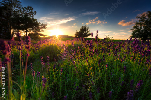 Lavender field at sunset in Poland