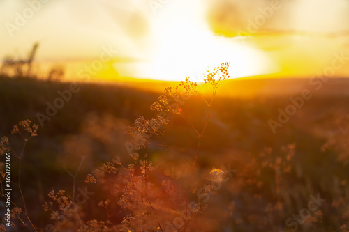 grass in the background of the setting sun, a bright sunset