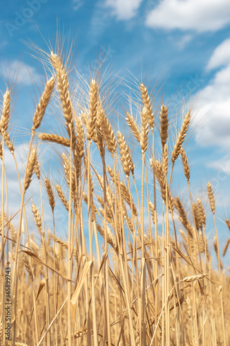 yellow ears of wheat against the blue sky. Ripened bread