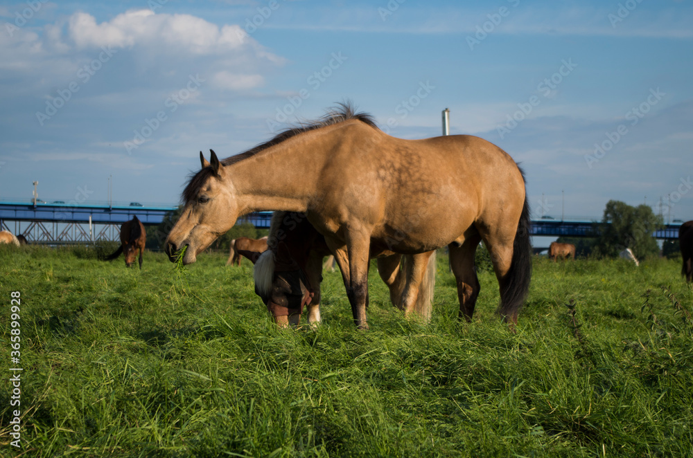 Fototapeta premium my pictures