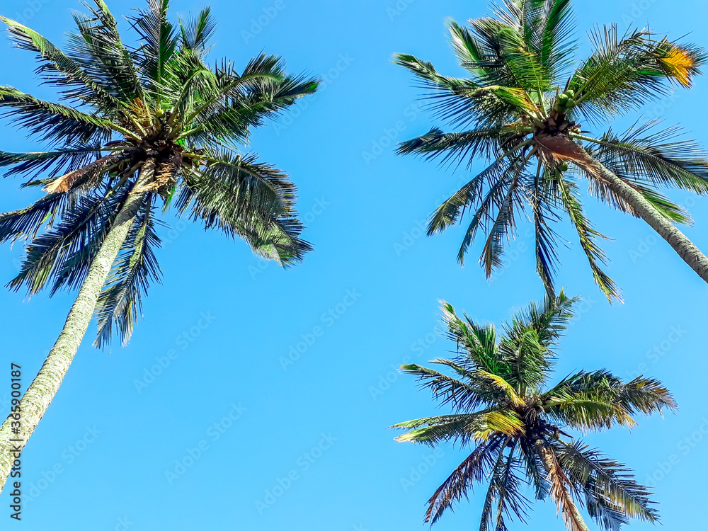 Praia Vermelha / Rio de Janeiro / Brazil - July 19: Palm trees, winter in Rio de Janeiro.