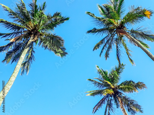 Praia Vermelha   Rio de Janeiro   Brazil - July 19  Palm trees  winter in Rio de Janeiro.