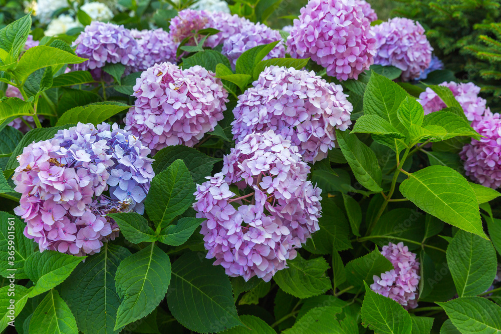 purple lilac flowers