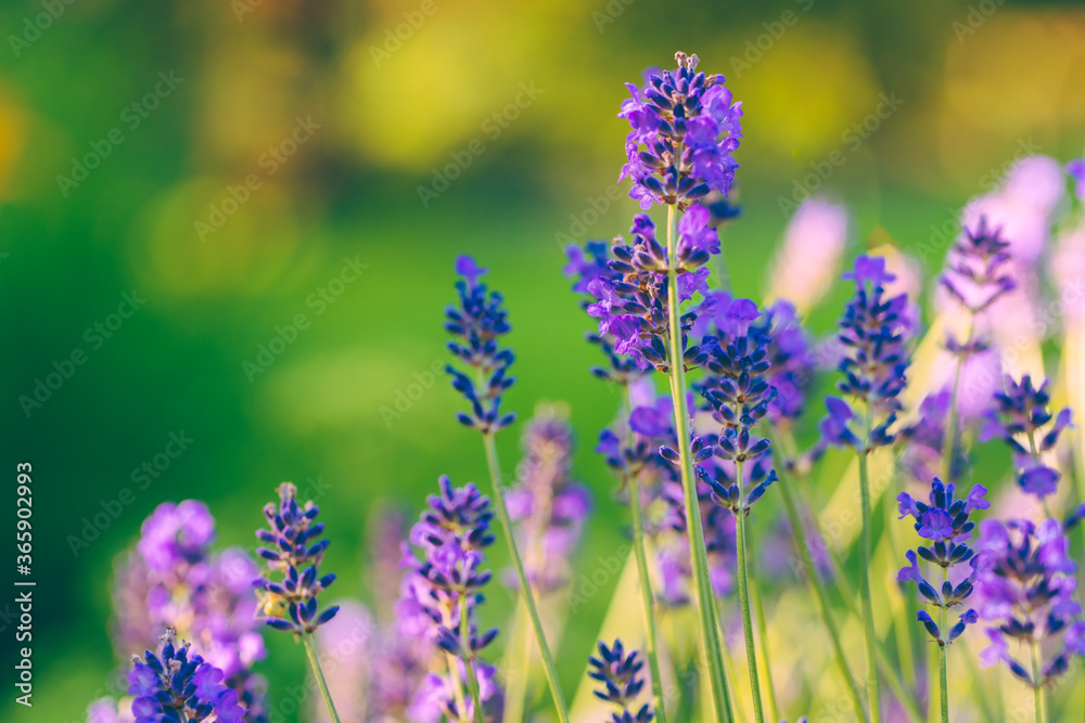 Fototapeta premium Lavender flowers in the summer garden, closeup.