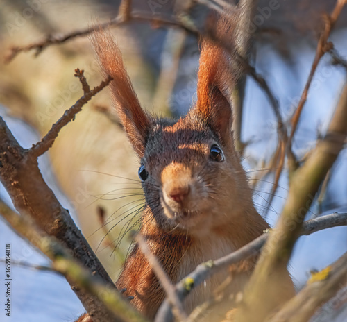 Eichhörnchen im Baum