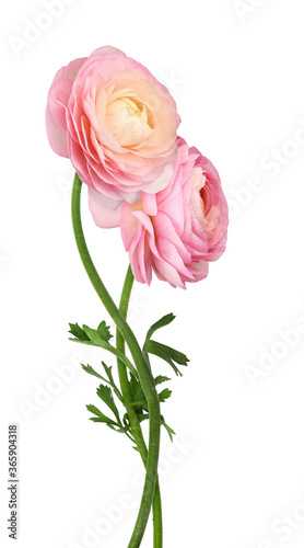 Obraz na plátně Pink ranunculus flowers