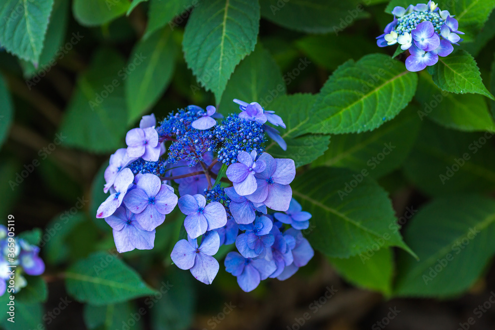 
Delightful purple hydrangea on a bush in the garden, a close-up shot from a side view.
