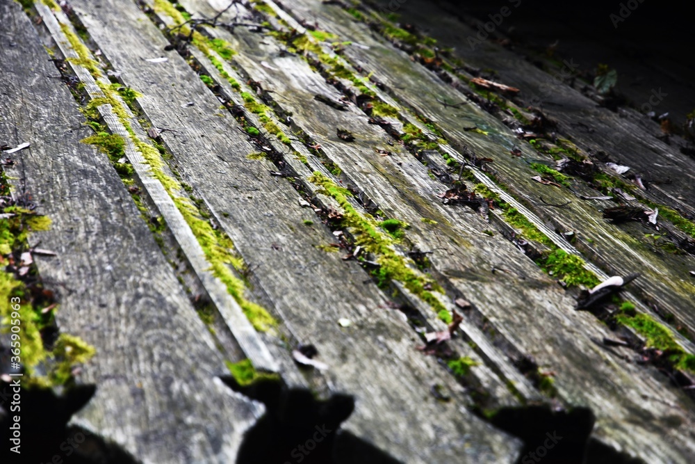 Moss on the stone Moss on the stone