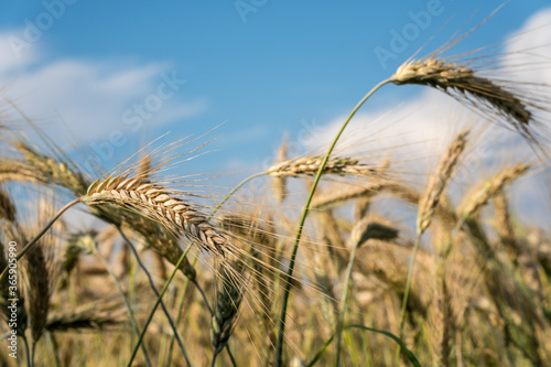 Reifes Getreide vor unscharfen Hintergrund