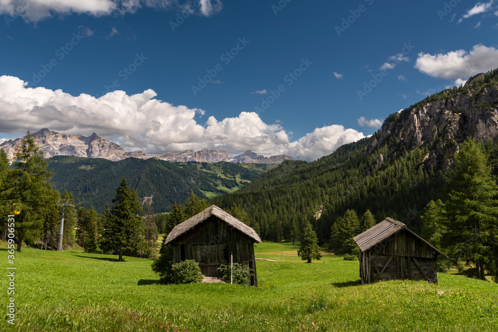
Fresh grass ready for cutting in the Dolomites, Alta Badia, South Tyrol, Italy