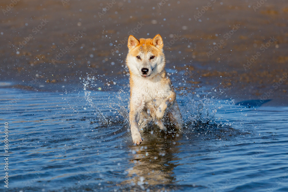 A beautiful dog jumping inside the water in the beach A beautiful dog jumping inside the water in the beach